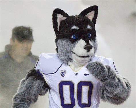 The Washington Huskies Mascot: An Unmissable Presence at Sporting Events